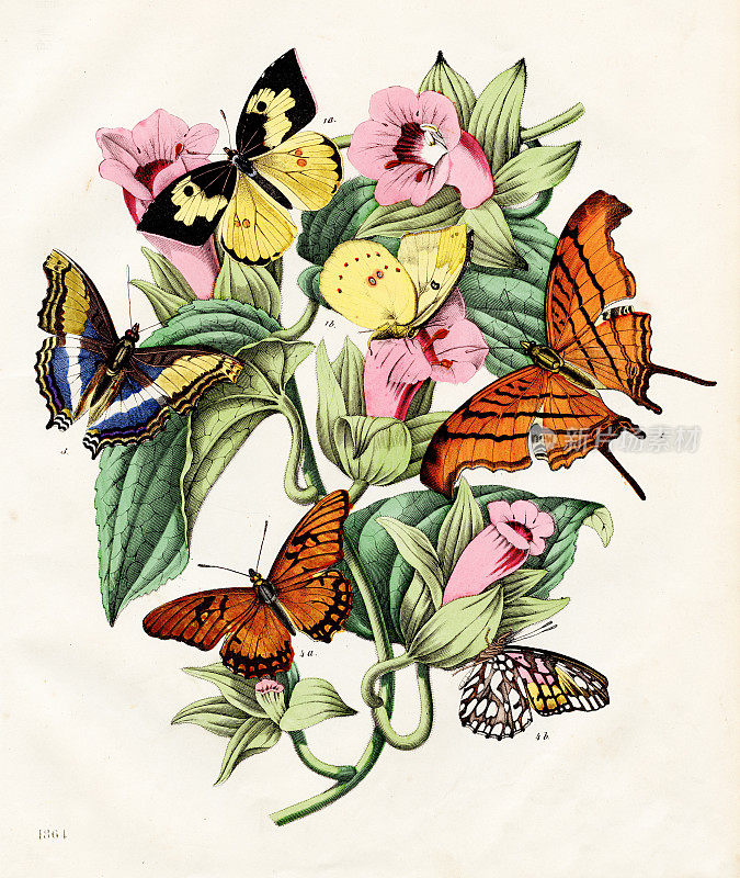 蝴蝶:狗脸，紫帝，红红的匕首风-珍本版《世书- 1864》-手工着色原件